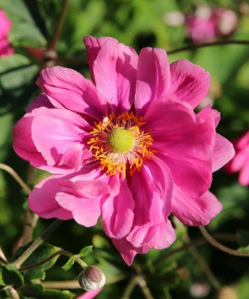 Florezca su otoño