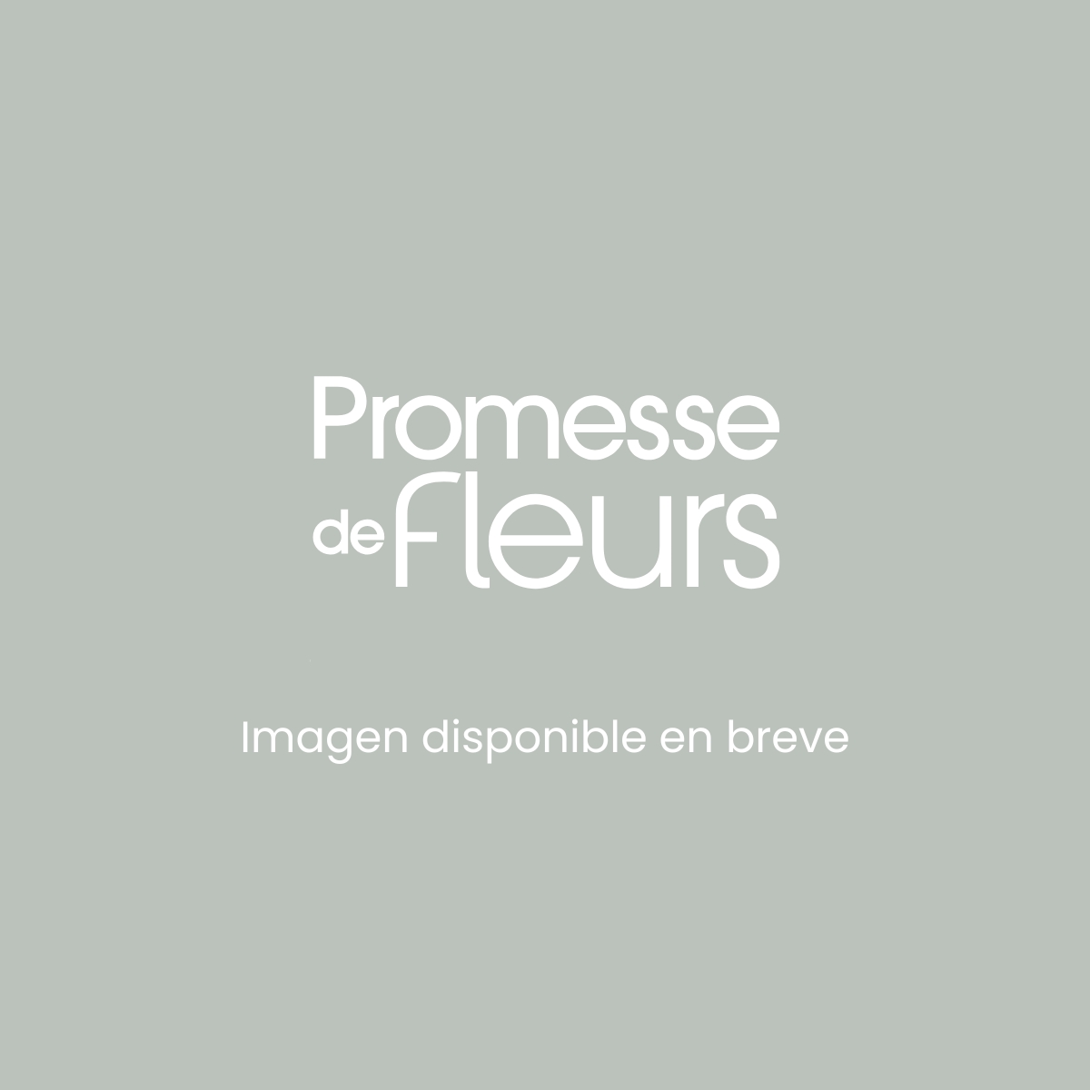 Lechugas Salad Bowl Rouge