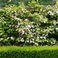 Actinidia - kiwi ornamental