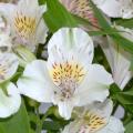 Astromelias blancas - Alstroemerias