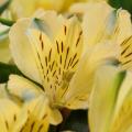 Astromelias amarillos - Alstroemerias