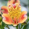 Astromelias naranja - Alstroemerias