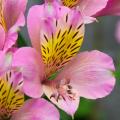 Astromelias rosas - Alstroemerias