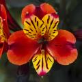 Astromelias rojos - Alstroemerias