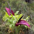 Amorphophallus - Flor cadáver