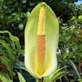 Amorphophallus - Flor cadáver