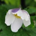 Anémonas del Japón de flores bicolores