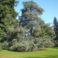 Trees for parks and large gardens