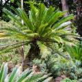 Arboles tropicales