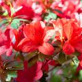 Arbustos perennes con flores