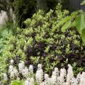 Arbustos para pequeños jardines