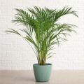 Areca - Palmera