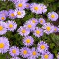 Aster alpinus - Aster alpino