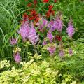 Astilbes de follaje colorido