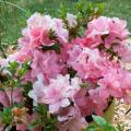 Azaleas remontantes ENCORE