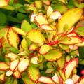 Berberis coloridos