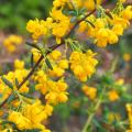Berberis de floración decorativa