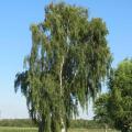 Betula pendula - Abedul común