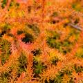 Brezos de follaje naranja, cobre o bronce