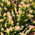 Brezos de follaje variegado