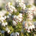 Brezos de flor blanca