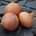 Bulbos de cebollas