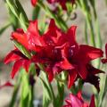 Bulbos de verano para el sol