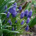 Bulbos de primavera azul
