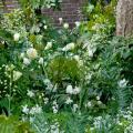 Bulbos de flores blancas