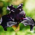 Bulbos de flores negras