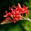 Bulbos de flores rojas