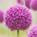Bulbos de flores violetas, malvas o púrpuras