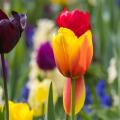 Bulbos de flores por color de flor