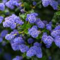 Ceanothus - ceanotos para suelos secos