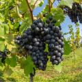 Vid para el vino