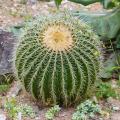 Cactus boules et en coussin