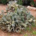Cactus y plantas crasas resistentes al frio