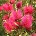 Callistemon - Limpiatubos