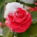 Camelias de floración invernal