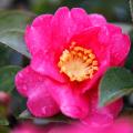 Camellia sasanqua - Camelias de floración otoñal