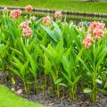 Cannas gigantes