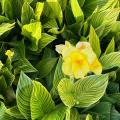 Cannas enanas