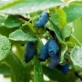 Lonicera kamtschatica