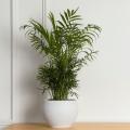 Chamaedorea - Palmera enana