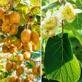 Colecciones de árboles frutales y frutos pequeños