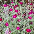 Lychnis coronaria - Clavel lanudo