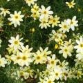 Coreopsis cubresuelos
