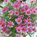 Coreopsis rosas