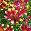 Coreopsis rojos