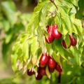 Cornejo macho - Cornus mas